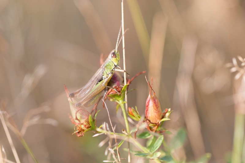   Criquet vert commun (Acrididae)