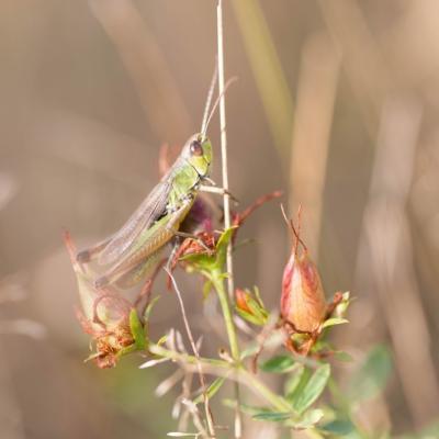   Criquet vert commun (Acrididae)