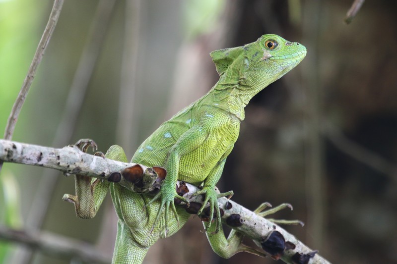 Madagascar