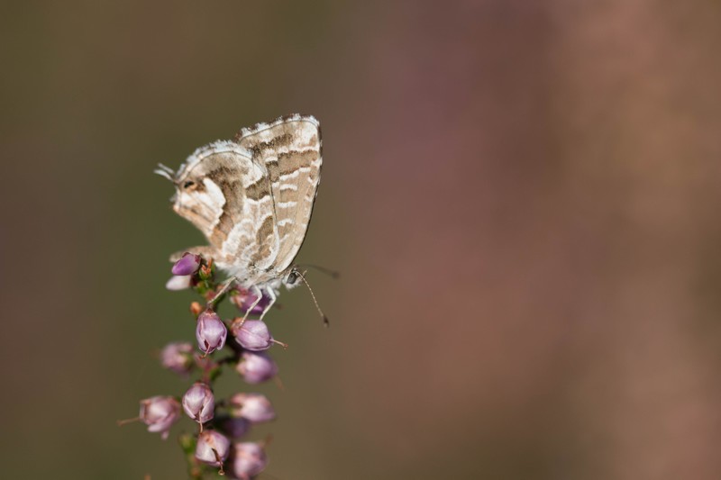 Brun du pelargonium (Cacyreus marshalli)