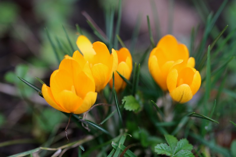 Crocus à fleurs jaunes (Crocus chrysanthus)