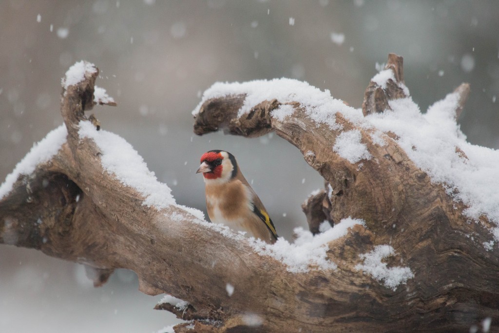    Chardonneret  élegant (carduelis carcuelis) 