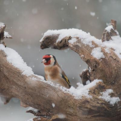    Chardonneret  élegant (carduelis carcuelis) 