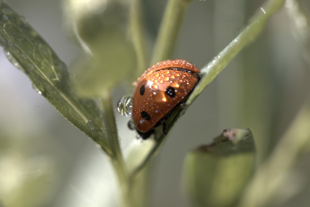 Coccinelle  à 7 points (Coccinella septempunctata)