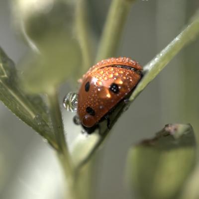 Coccinelle  à 7 points (Coccinella septempunctata)