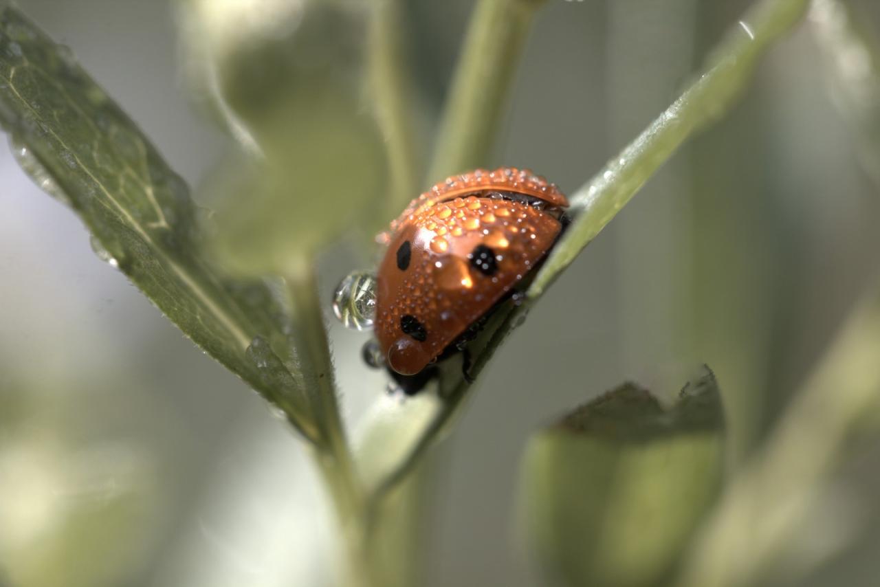 Coccinelle dans la rosée