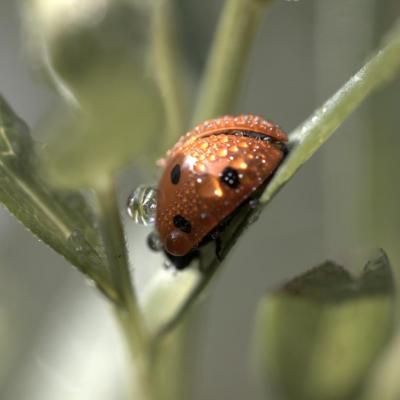 Coccinelle dans la rosée