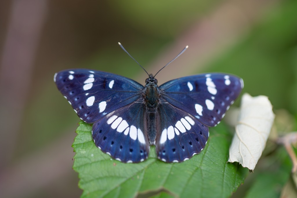   Le Sylvain azuré ( limenitis reducta)