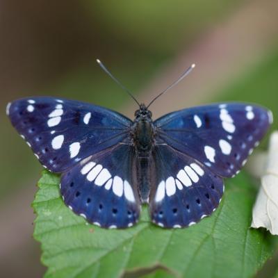   Le Sylvain azuré ( limenitis reducta)