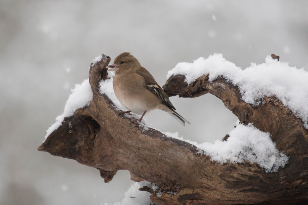   Pinson des arbres (fringilla coelebs) (f )