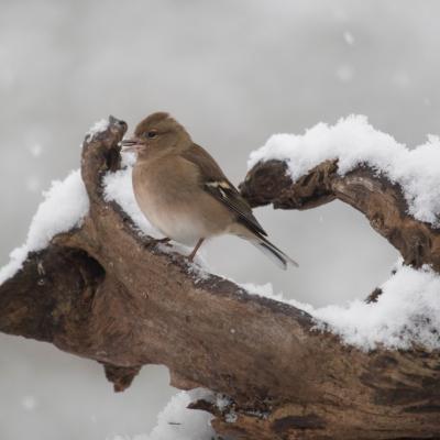   Pinson des arbres (fringilla coelebs) (f )