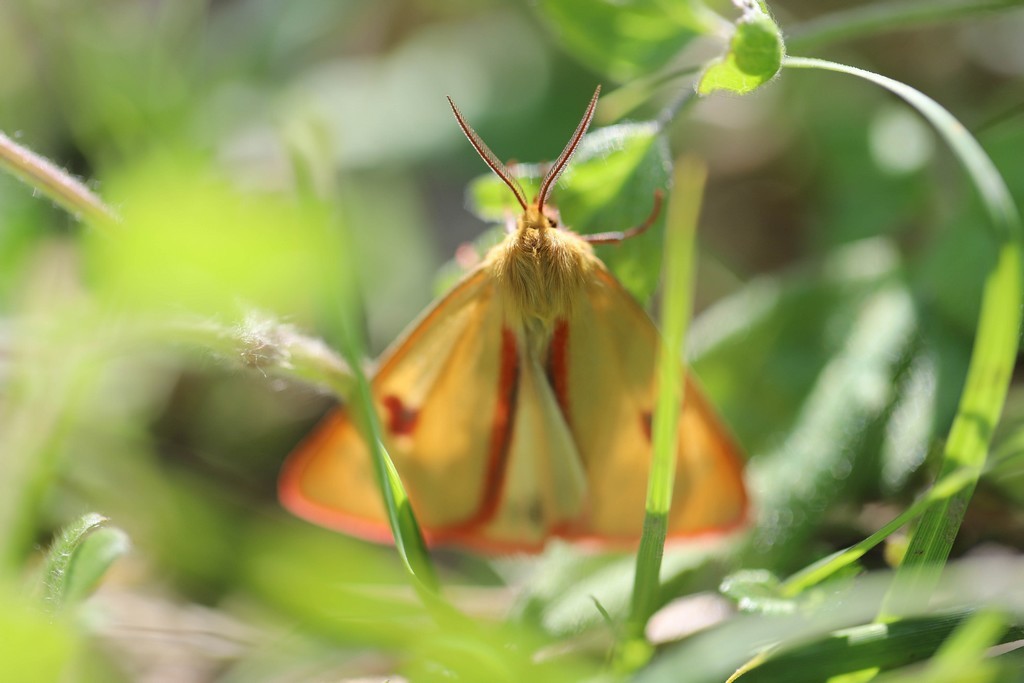 la roussette (diacrisia sannio)