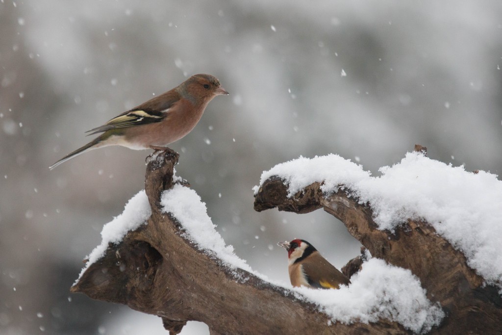   Pinson des arbres (fringilia coelebs) (m) 