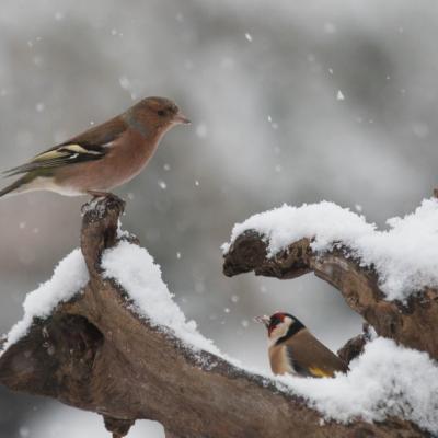   Pinson des arbres (fringilia coelebs) (m) 