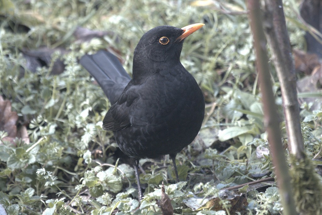 Merle noir (Turdus merula)