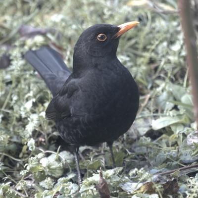 Merle noir (Turdus merula)