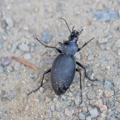  Carabé chagriné (carabus coriaceus)  