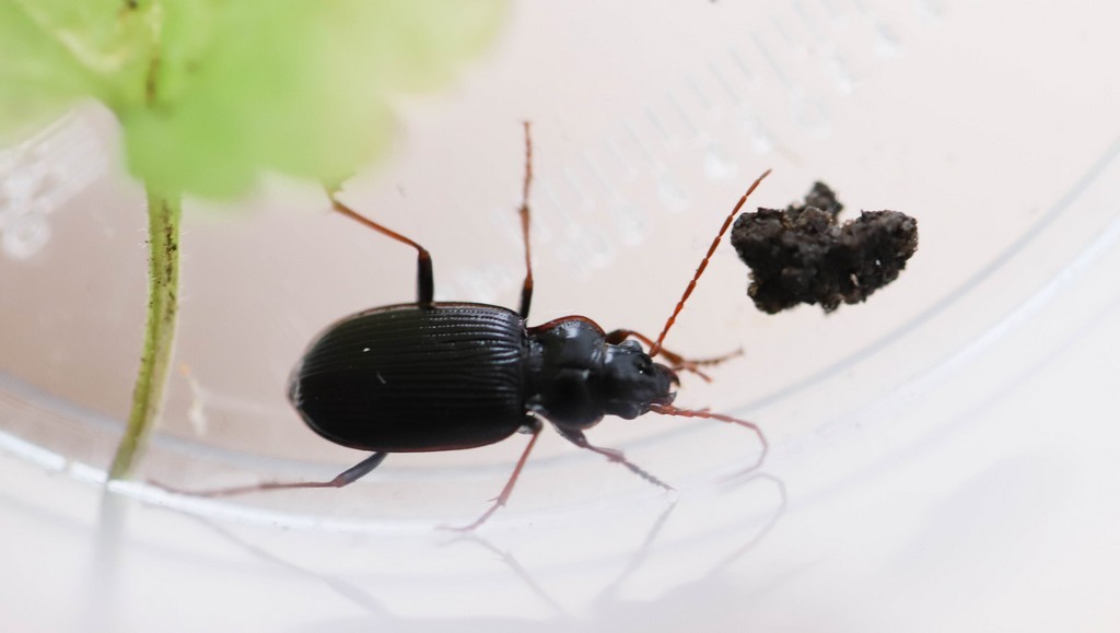   Nébrie a cou bref (nebria brevicollis) 