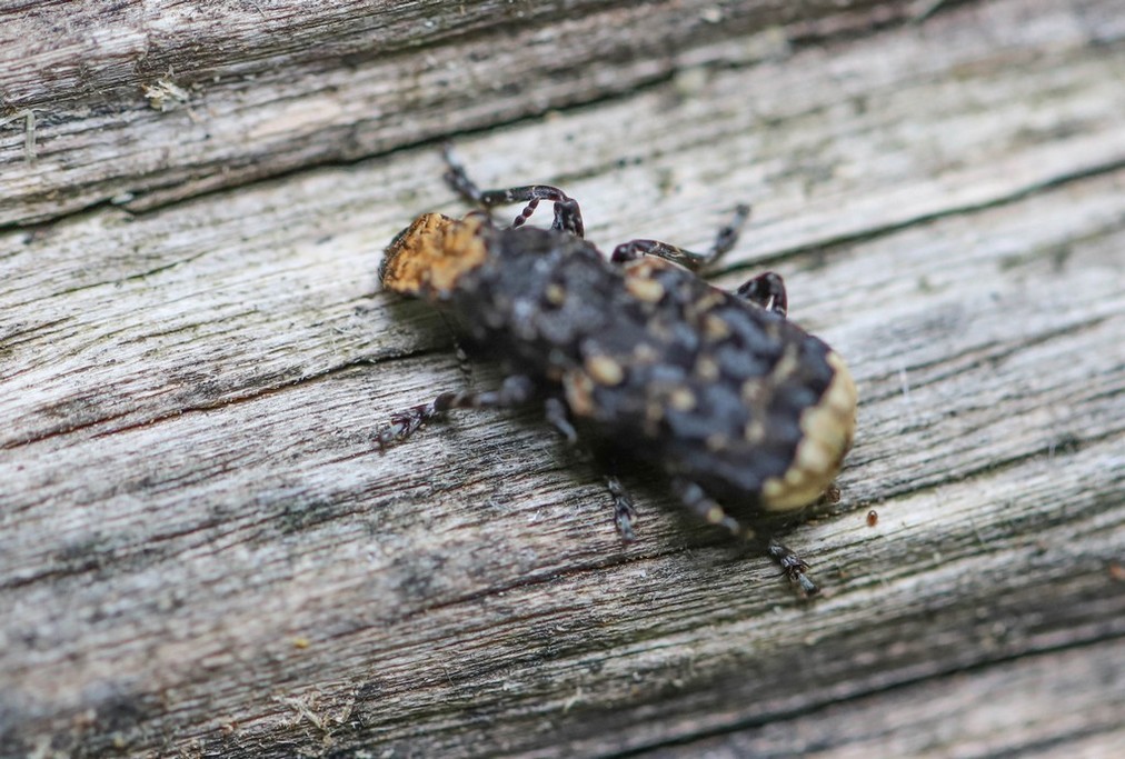   Anthribe bois vermoulu (platyrhinus resinosus) 