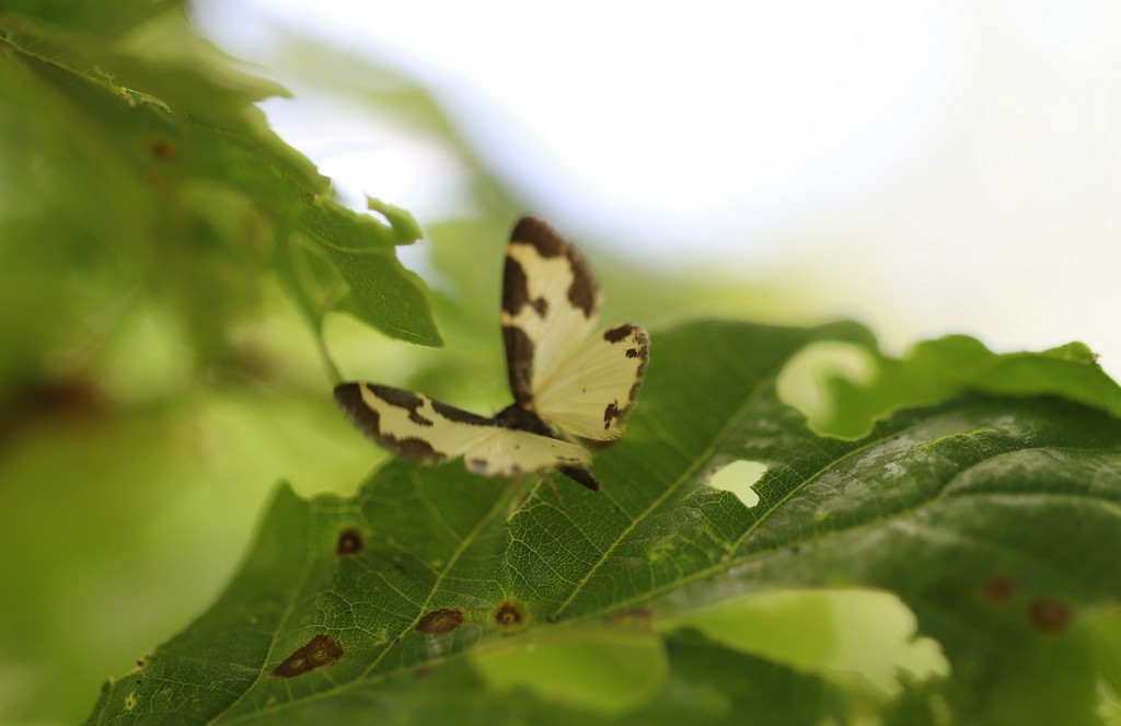 La marginée  (lomaspilis marginata)