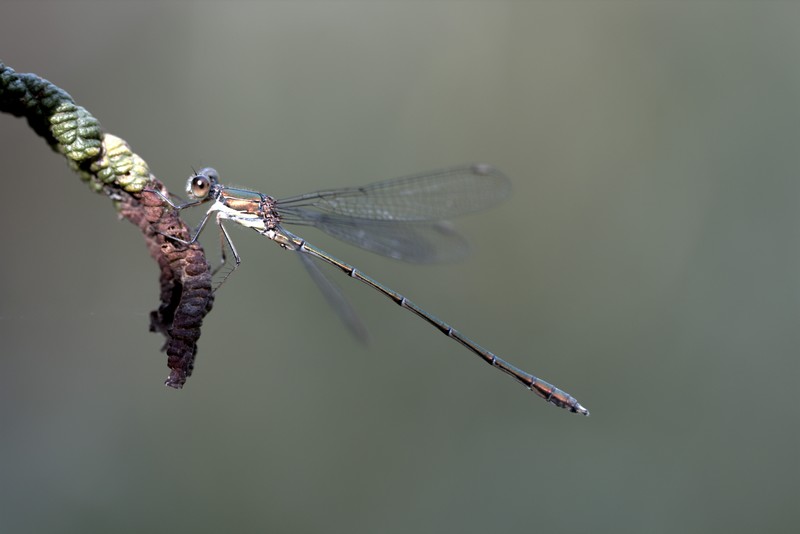 Demoiselle (Zygoptera)