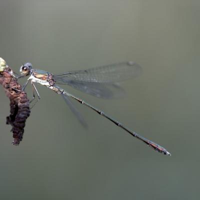 Demoiselle (Zygoptera)