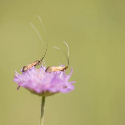 L'adèle de la Scabieuse (Nemophora metallica)