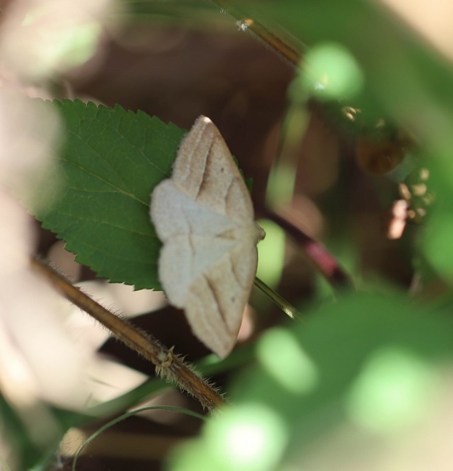 La phalène de l'aquiline (petrophora chlorosata