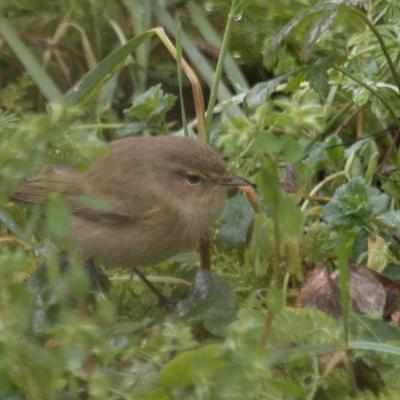   Pouillot véloce (phylloscopus collybita )