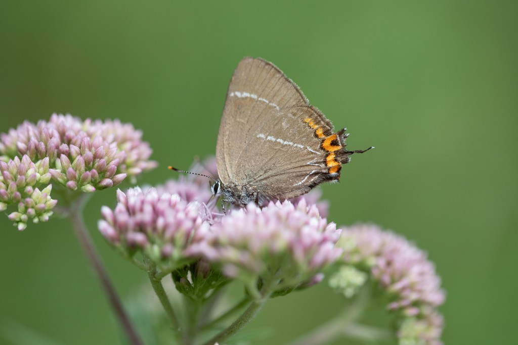  La thécla de l'Orme  (satyrium w-album)