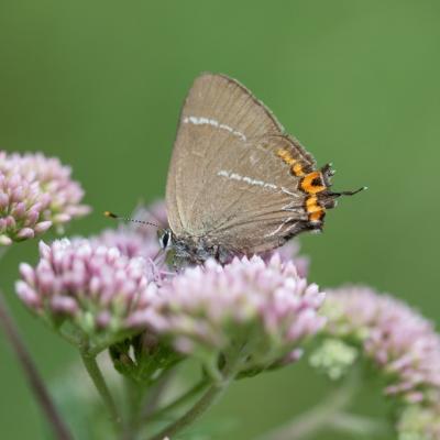  La thécla de l'Orme  (satyrium w-album)