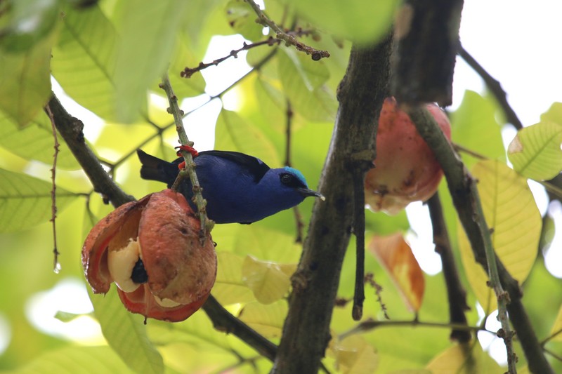 Costa Rica