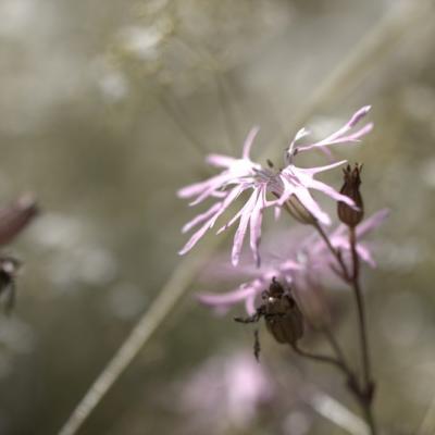 Lychnide fleur de coucou (Silène flos-cuculi )