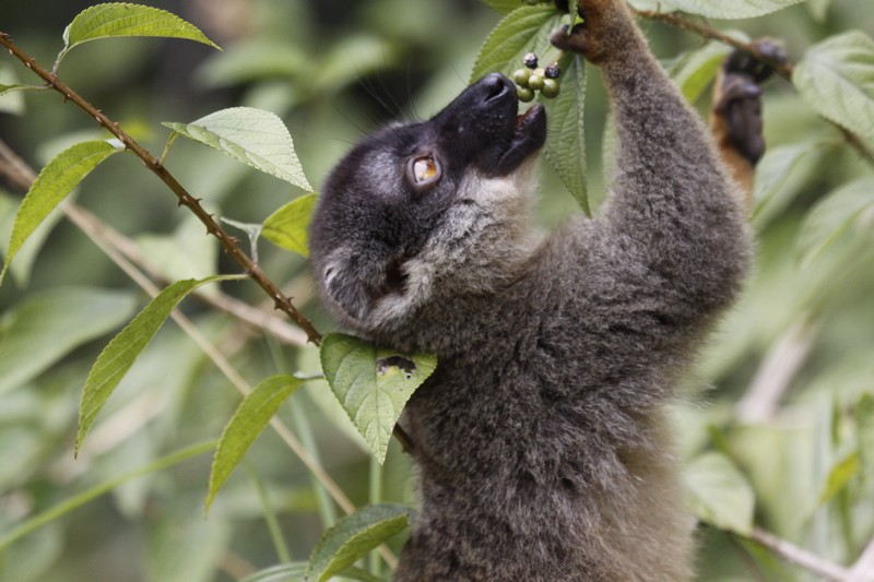 Lémurien Madagascar