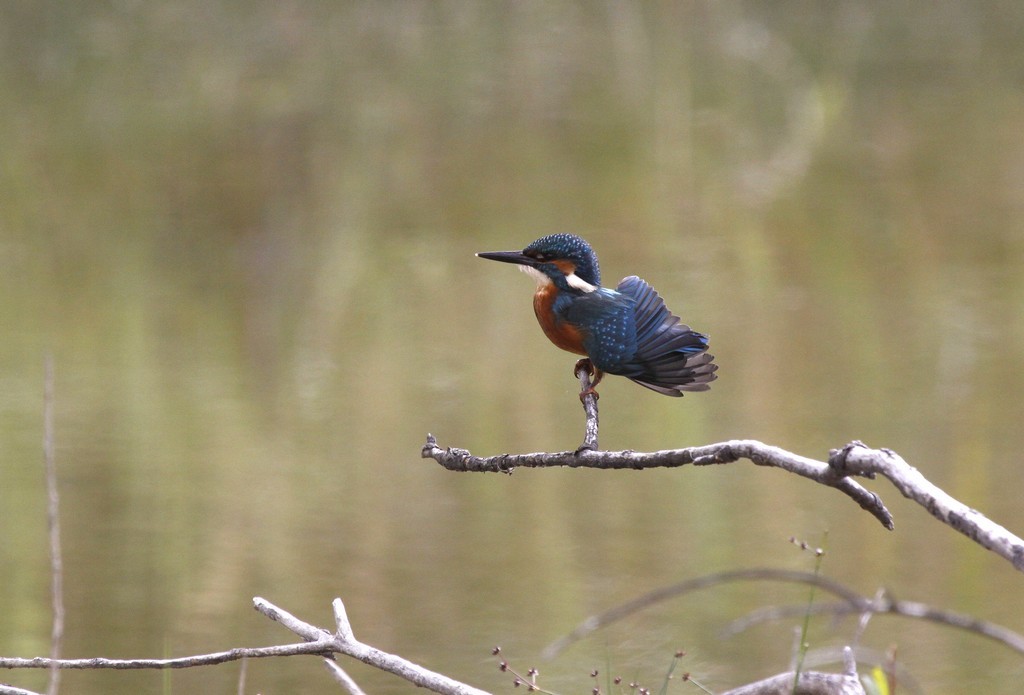  Martin pêcheur d'Europe (Alcedo atthis)