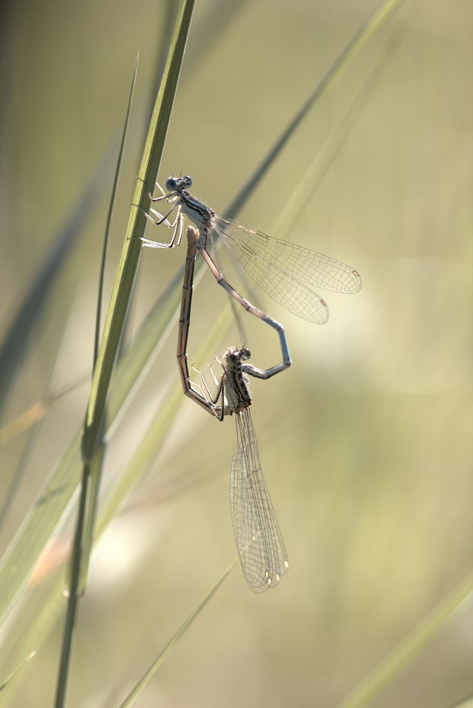 Demoiselle (Zygoptera)