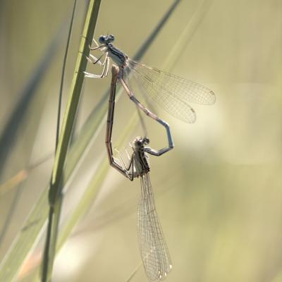 Demoiselle (Zygoptera)