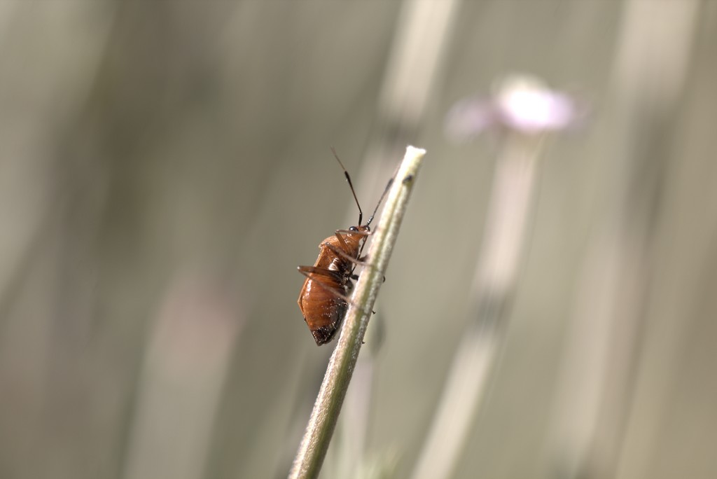 téléphore fauve (Rhagonycha fulva)