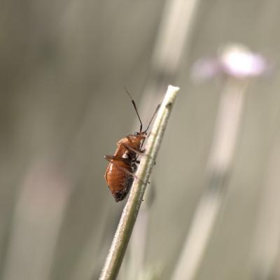 téléphore fauve (Rhagonycha fulva)