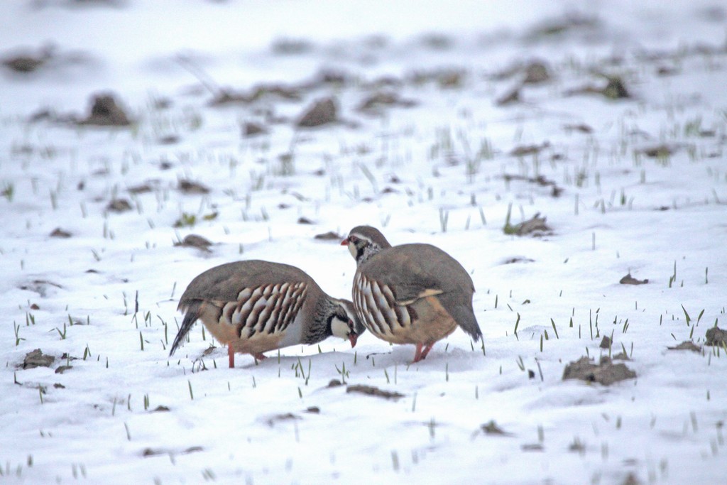  Perdrix rouge (alectoris rufa) 