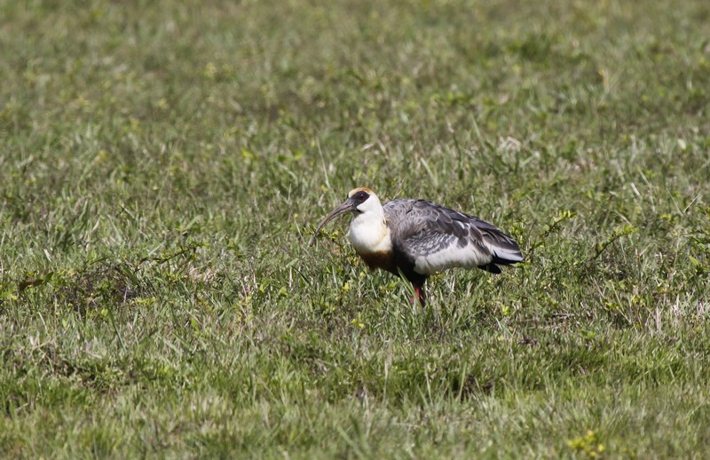  Pantanal, Brésil