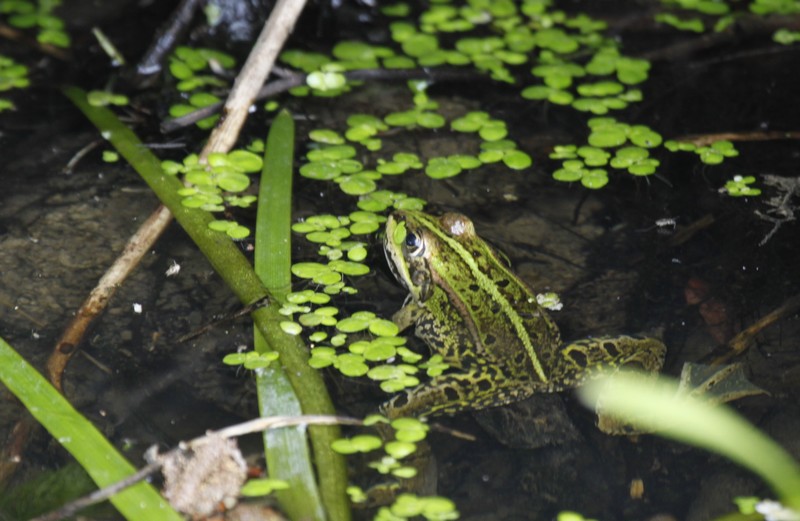  Grenouille verte