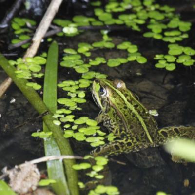  Grenouille verte