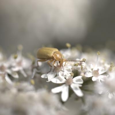 Cistèle jaune (Cteniopus sulphureus)