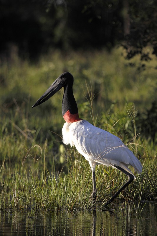  Pantanal, Brésil