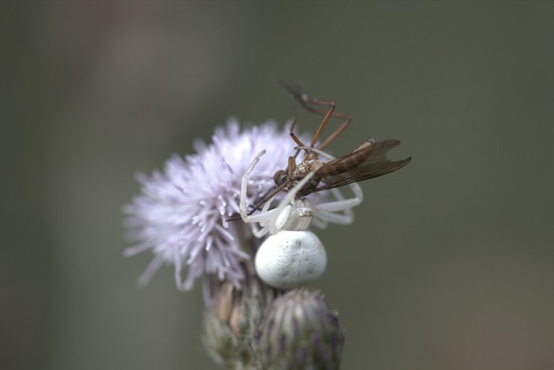 Araignée crabe (musumena vatia)