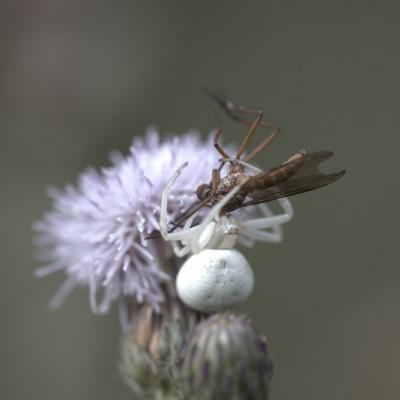 Araignée crabe (musumena vatia)