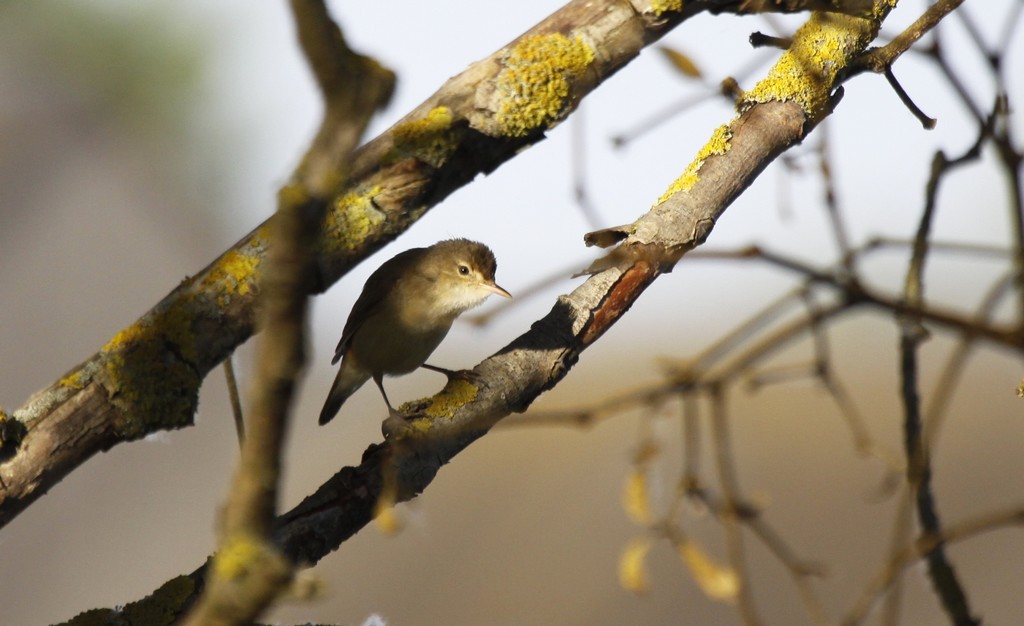  Rousserolle effarvatte (acrocephalus scirpaceus)