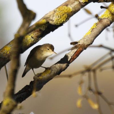  Rousserolle effarvatte (acrocephalus scirpaceus)