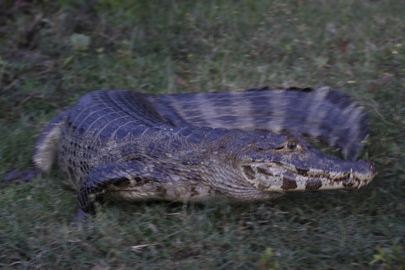 Pantanal, Brésil